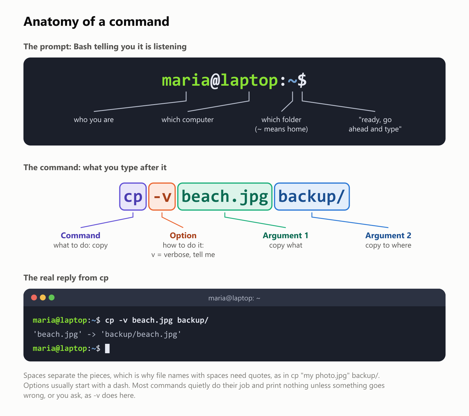 Anatomy of a command. The prompt, maria@laptop:~$, is Bash telling you it is listening: maria is who you are, laptop is which computer, the tilde is which folder (tilde means your home folder), and the dollar sign means "ready, go ahead and type". The command cp -v beach.jpg backup/ has four parts. cp is the command: what to do, copy. -v is an option: how to do it, v for verbose, tell me what you did. beach.jpg is argument 1: copy what. backup/ is argument 2: copy to where. The real reply from cp is 'beach.jpg' -> 'backup/beach.jpg'. Spaces separate the pieces, which is why file names with spaces need quotes. Options usually start with a dash