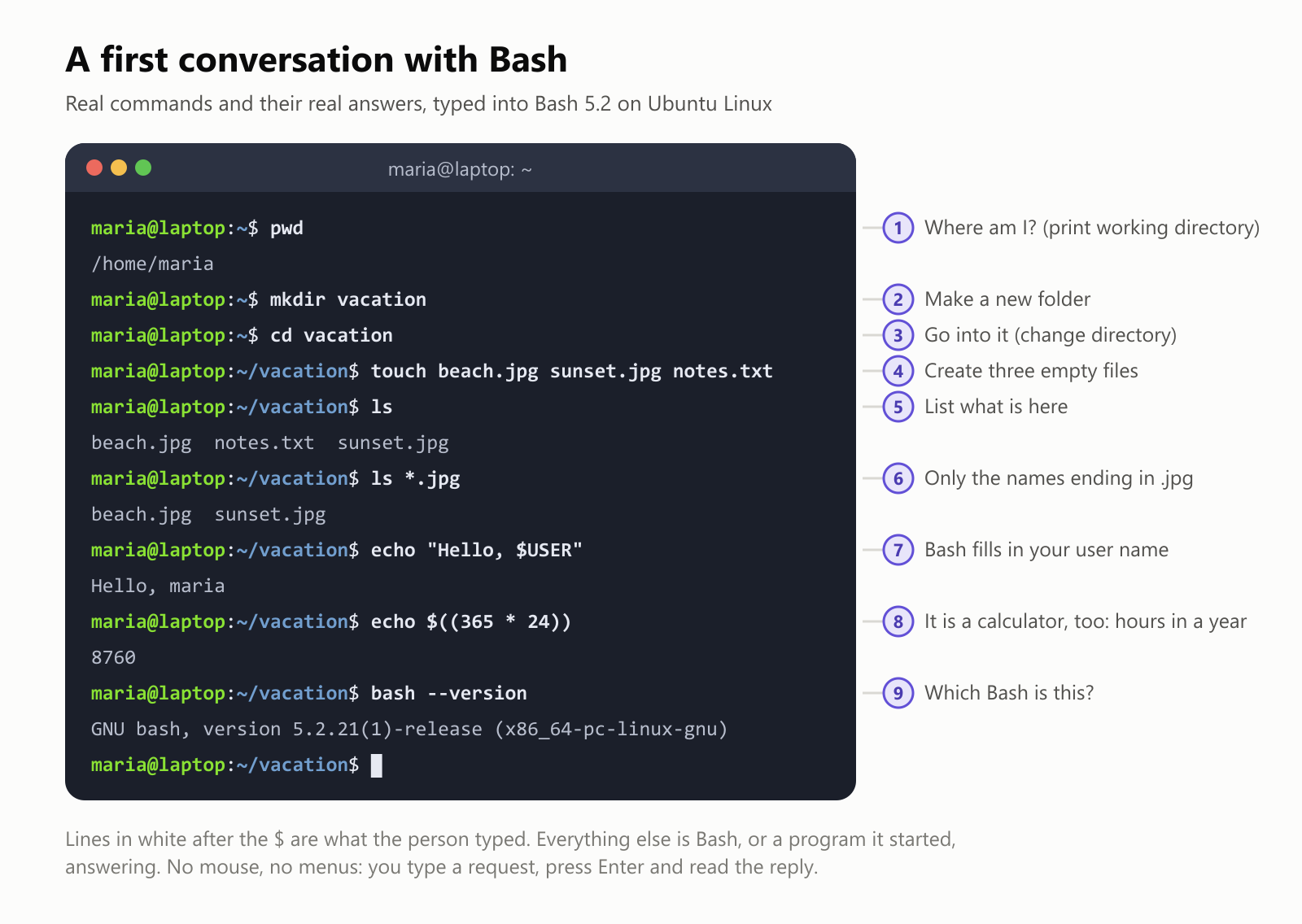 A first conversation with Bash, using real commands and their real answers, typed into Bash 5.2 on Ubuntu Linux. 1, pwd, which means print working directory, answers /home/maria. 2, mkdir vacation makes a new folder. 3, cd vacation goes into it. 4, touch beach.jpg sunset.jpg notes.txt creates three empty files. 5, ls lists what is here: beach.jpg, notes.txt and sunset.jpg. 6, ls *.jpg lists only the names ending in .jpg: beach.jpg and sunset.jpg. 7, echo "Hello, $USER" answers Hello, maria, because Bash fills in your user name. 8, echo $((365 * 24)) answers 8760, the hours in a year, so it is a calculator too. 9, bash --version answers GNU bash, version 5.2.21. No mouse, no menus: you type a request, press Enter and read the reply