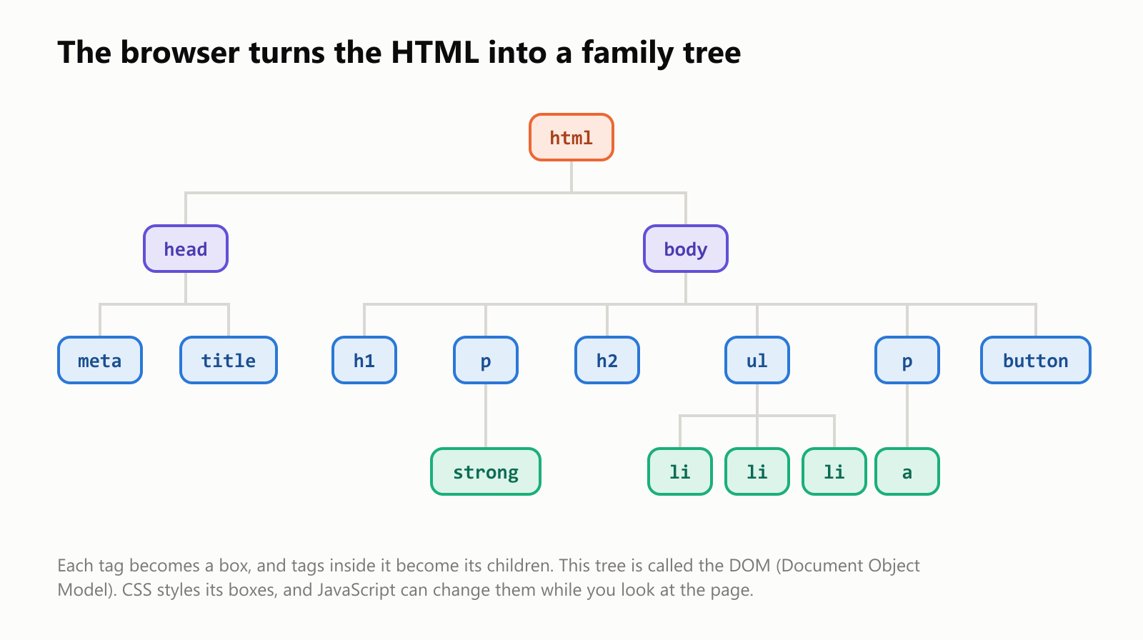 The browser turns the HTML into a family tree. At the top is html. Its two children are head and body. Under head are meta and title. Under body are h1, p, h2, ul, p and button. Under the first p is strong. Under ul are three li items. Under the second p is a. Each tag becomes a box, and tags inside it become its children. This tree is called the DOM, the Document Object Model. CSS styles its boxes, and JavaScript can change them while you look at the page