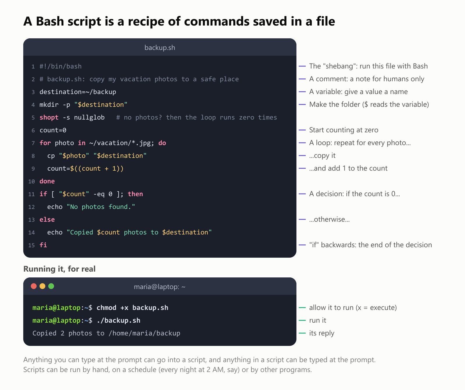 A Bash script is a recipe of commands saved in a file, called backup.sh. Line 1, #!/bin/bash, is the "shebang": run this file with Bash. Line 2 is a comment, a note for humans only. Line 3, destination=~/backup, is a variable: it gives a value a name. Line 4, mkdir -p "$destination", makes the folder, and the dollar sign reads the variable. Line 5, shopt -s nullglob, makes the loop run zero times if there are no photos. Line 6, count=0, starts counting at zero. Lines 7 to 10 are a loop: for every photo in ~/vacation/*.jpg, copy it and add 1 to the count. Lines 11 to 15 are a decision: if the count is 0, say "No photos found.", otherwise say how many photos were copied. fi, "if" backwards, is the end of the decision. Running it, for real: chmod +x backup.sh allows it to run, x for execute. ./backup.sh runs it. Its reply: Copied 2 photos to /home/maria/backup