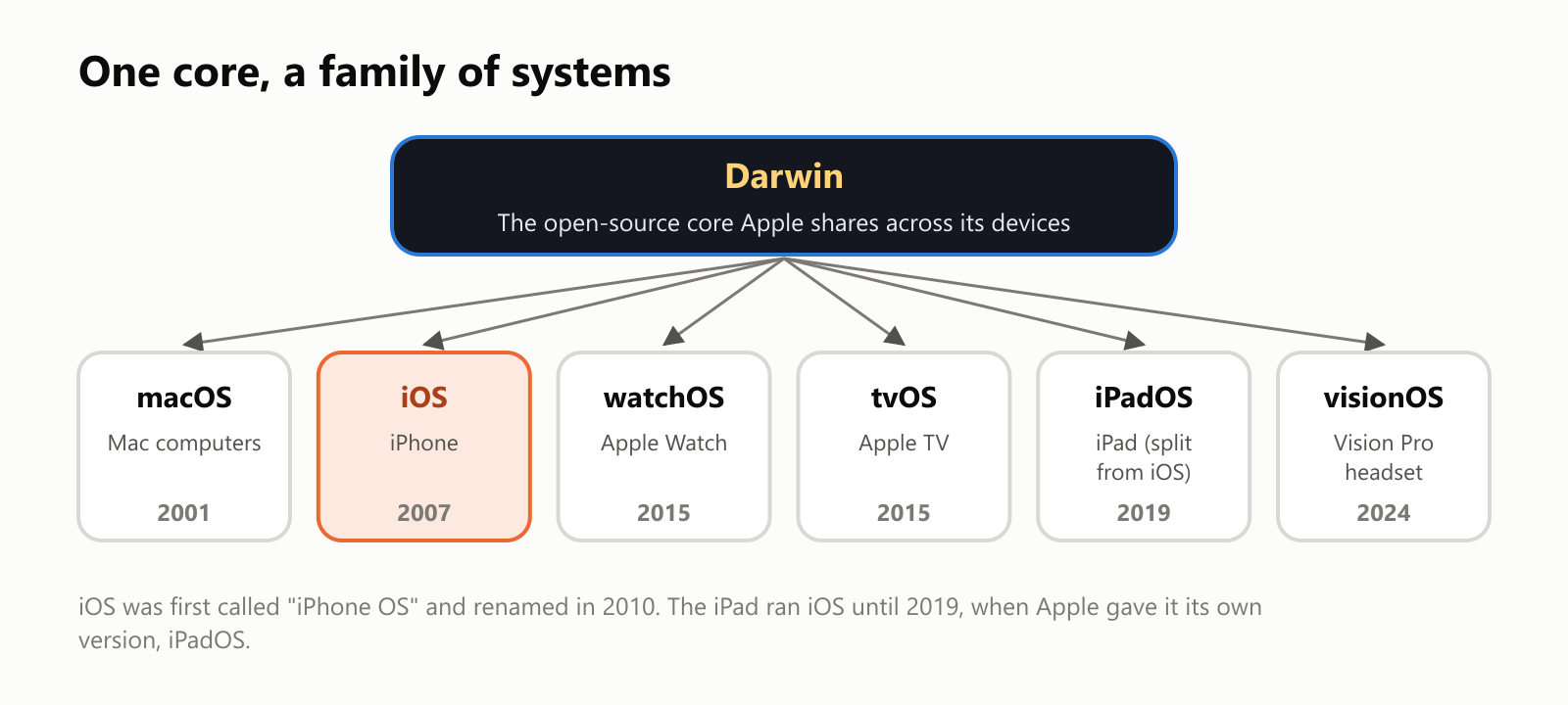 One core, a family of systems. Darwin, the open-source core Apple shares across its devices, sits at the top. From it come macOS for Mac computers, from 2001; iOS for iPhone, from 2007; watchOS for Apple Watch, from 2015; tvOS for Apple TV, from 2015; iPadOS for iPad, split from iOS, from 2019; and visionOS for the Vision Pro headset, from 2024. iOS was first called iPhone OS and renamed in 2010. The iPad ran iOS until 2019, when Apple gave it its own version, iPadOS