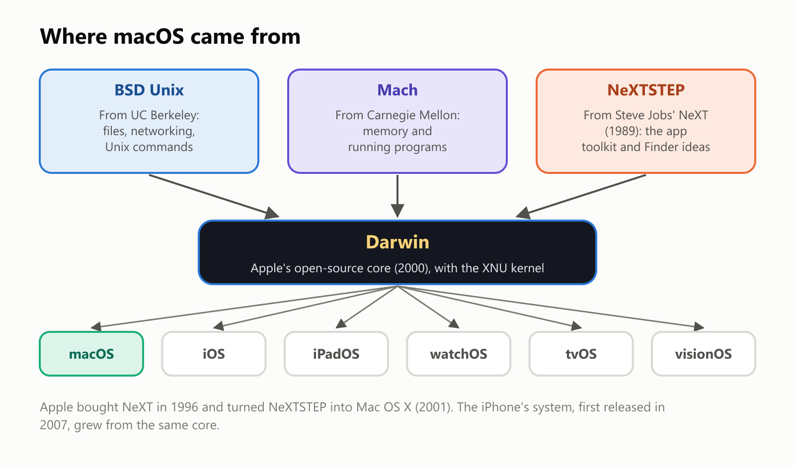 Where macOS came from, as a family tree. Three ancestors feed into Darwin: BSD Unix, from UC Berkeley, for files, networking and Unix commands; Mach, from Carnegie Mellon, for memory and running programs; and NeXTSTEP, from Steve Jobs' NeXT in 1989, for the app toolkit and Finder ideas. Darwin is Apple's open-source core from 2000, with the XNU kernel. From Darwin come macOS, iOS, iPadOS, watchOS, tvOS and visionOS. Apple bought NeXT in 1996 and turned NeXTSTEP into Mac OS X in 2001. The iPhone's system, first released in 2007, grew from the same core