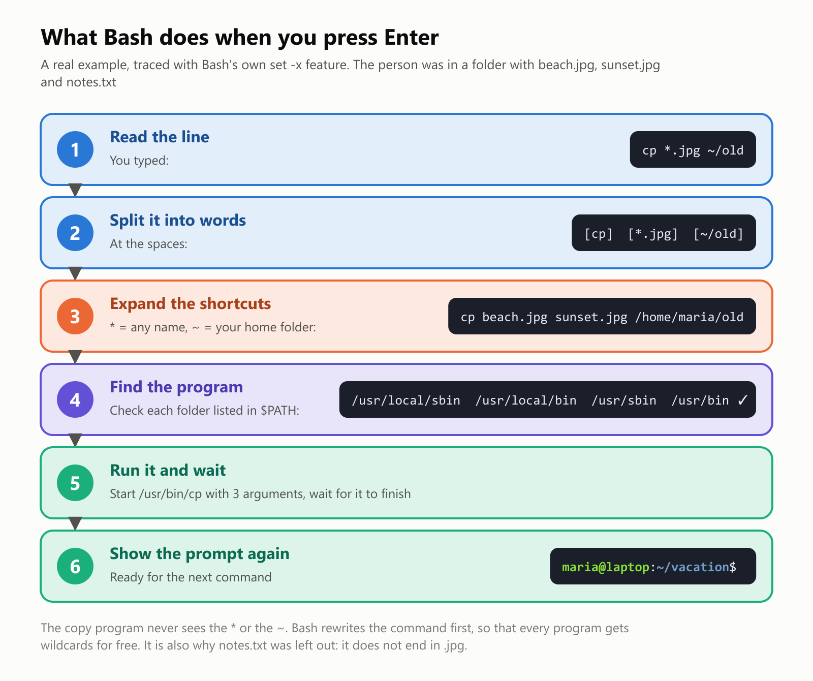 What Bash does when you press Enter, a real example traced with Bash's set -x feature, in a folder with beach.jpg, sunset.jpg and notes.txt. Step 1, read the line: you typed cp *.jpg ~/old. Step 2, split it into words at the spaces: cp, *.jpg and ~/old. Step 3, expand the shortcuts, where the star means any name and the tilde means your home folder: the command becomes cp beach.jpg sunset.jpg /home/maria/old. Step 4, find the program by checking each folder listed in the PATH variable: /usr/local/sbin, /usr/local/bin, /usr/sbin and finally /usr/bin, where cp is found. Step 5, run /usr/bin/cp with 3 arguments and wait for it to finish. Step 6, show the prompt again, ready for the next command. The copy program never sees the star or the tilde. Bash rewrites the command first, so that every program gets wildcards for free